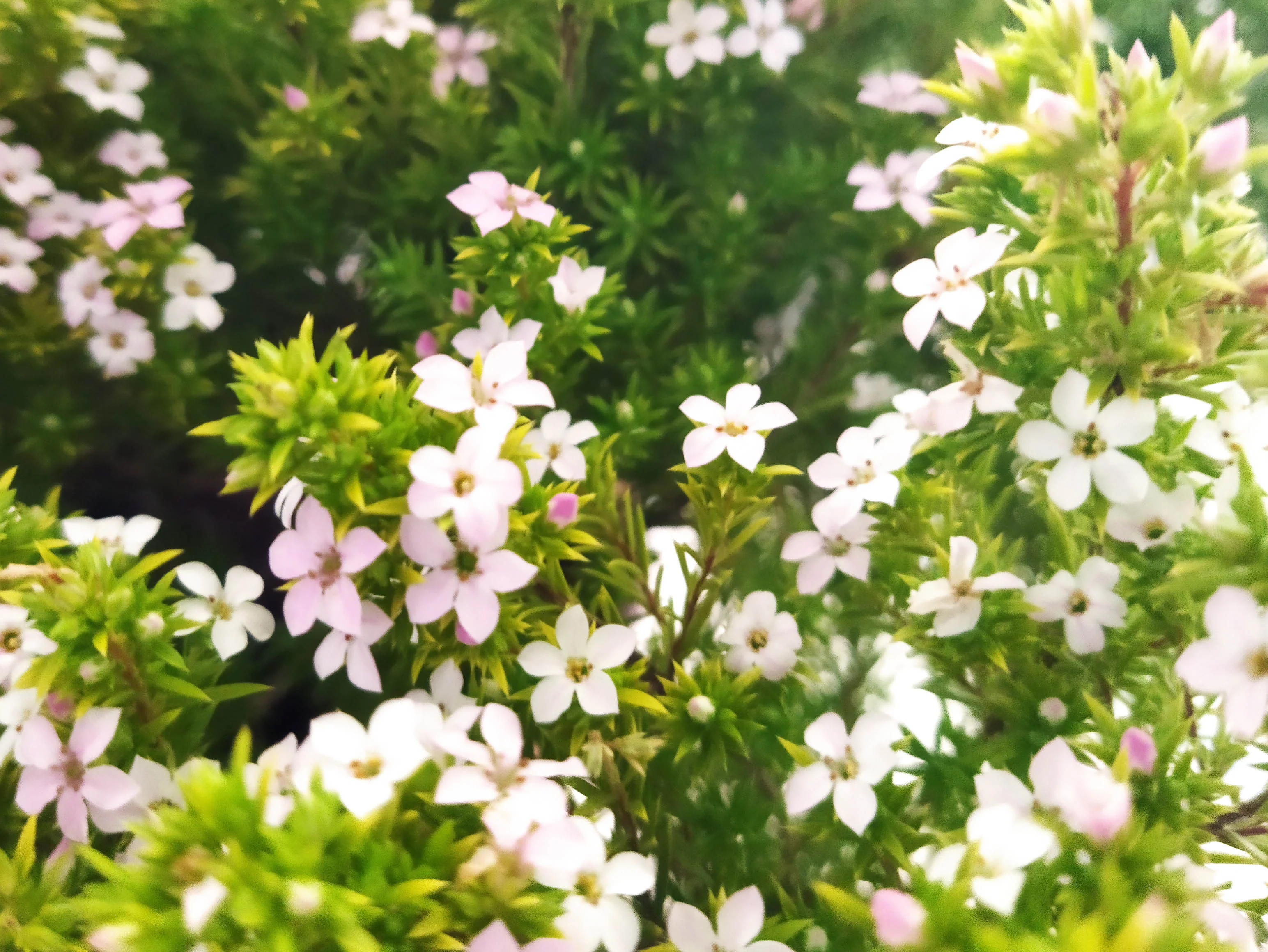 Diosma hirsuta 'Sunset Gold' (3 Litre) - Image 2