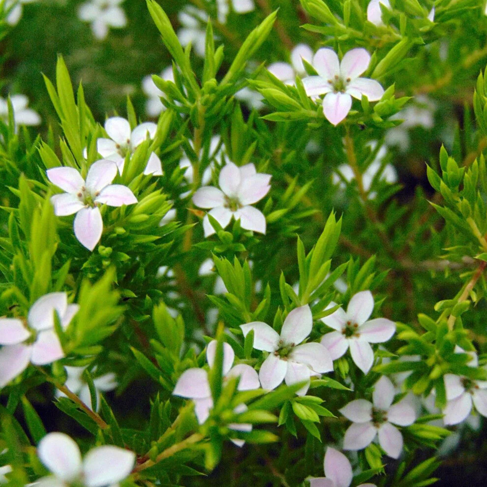 Diosma hirsuta 'Sunset Gold' (3 Litre) - Image 3