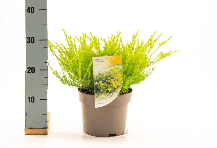 Diosma hirsuta 'Sunset Gold' (3 Litre) - Image 4