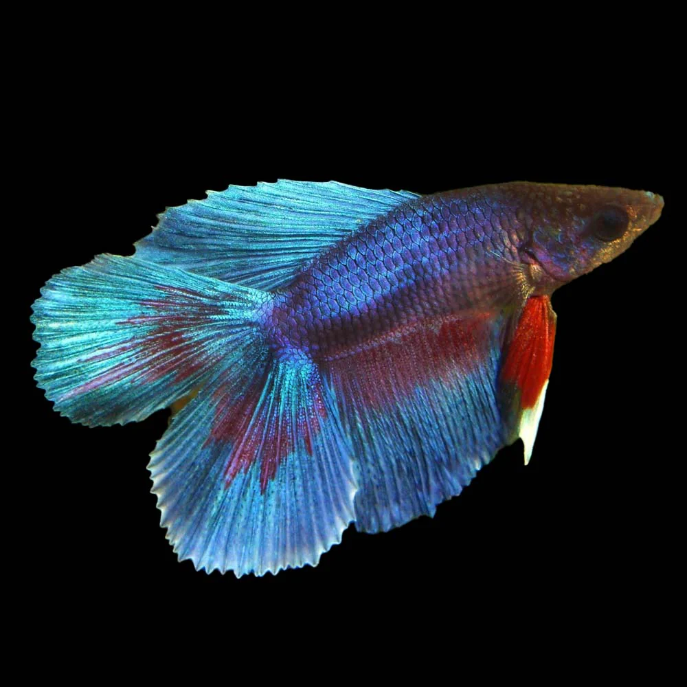Doubletail Male Siamese Fighter XL