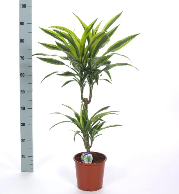 Dracaena frag. 'Lemon Lime' P19 45+15 stem (90-100cm Tall)