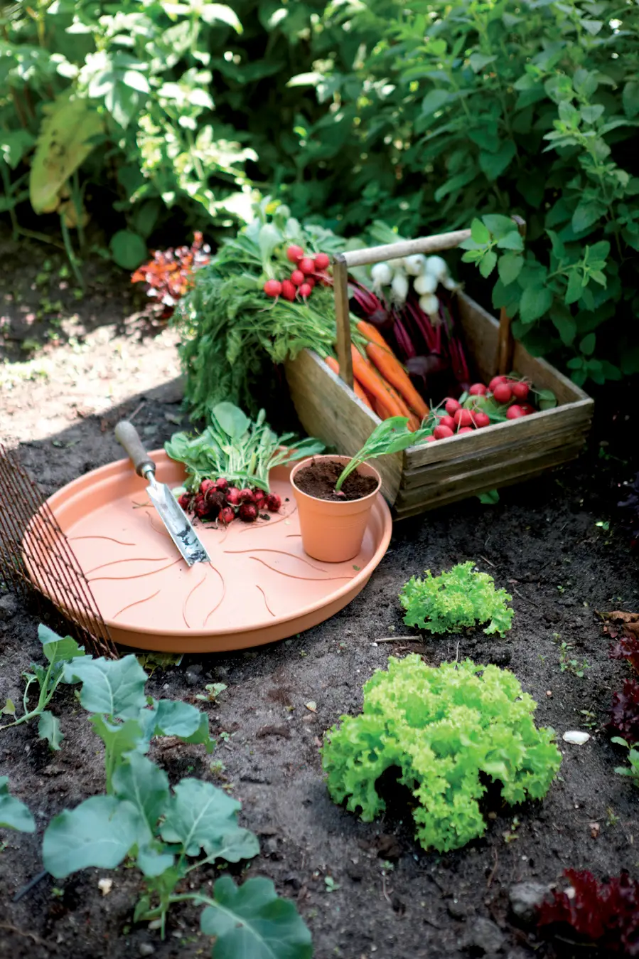Elho Green Basics Saucer 25cm Mild Terracotta Colour - Image 3