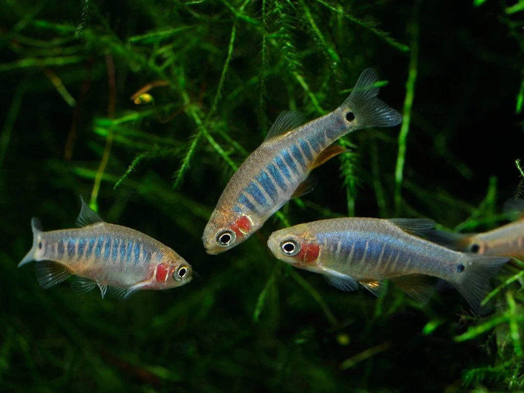 Emerald Dwarf Rasbora - Image 2