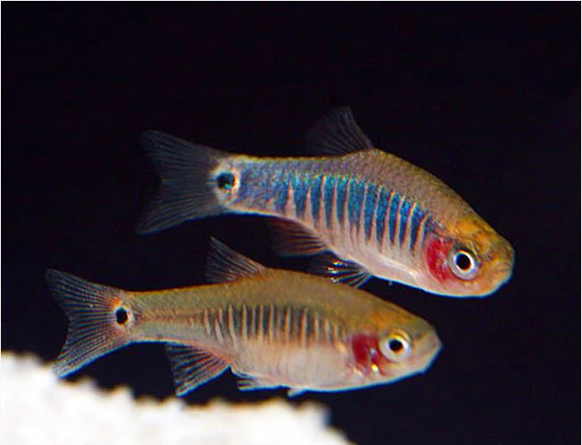 Emerald Dwarf Rasbora - Image 3