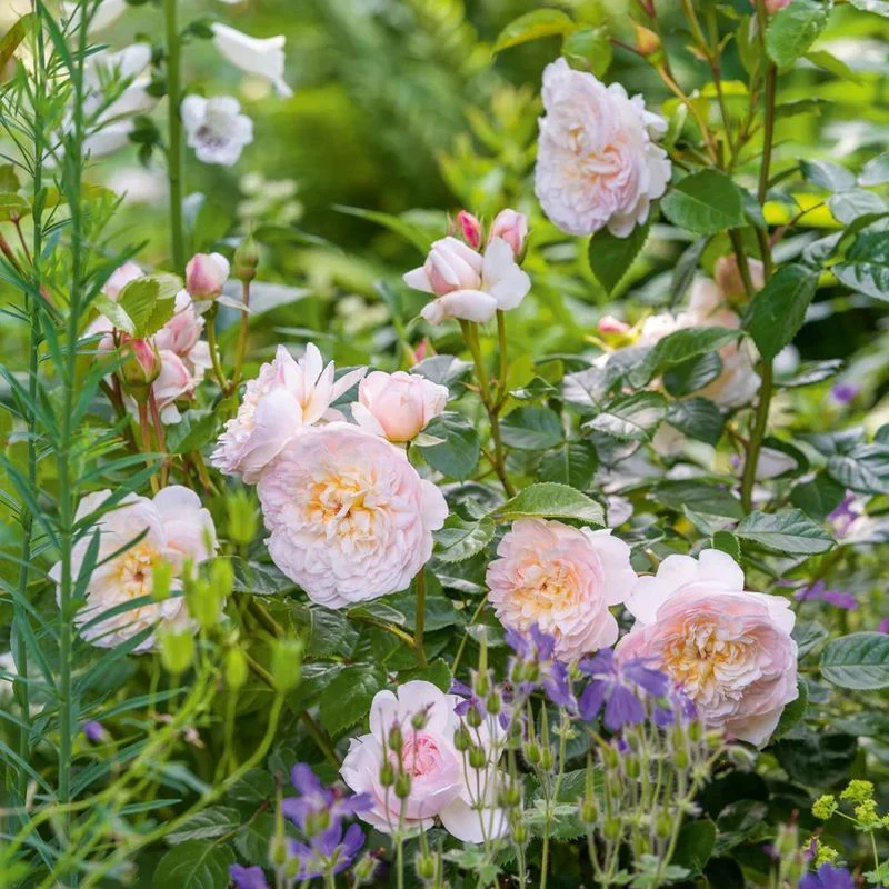 Emily Bronte David Austin Fragrant Rose 6 Litre - Image 2