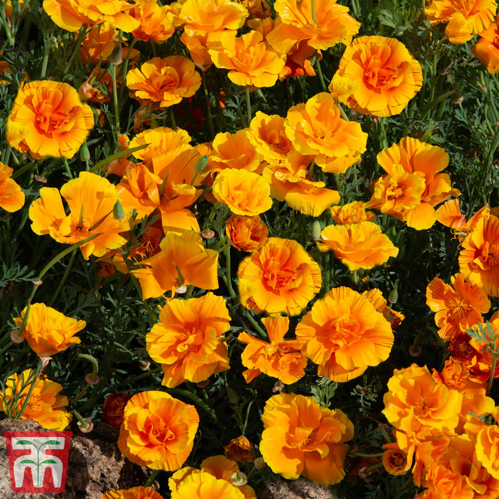 Californian Poppy 'Lady Marmalade' seeds