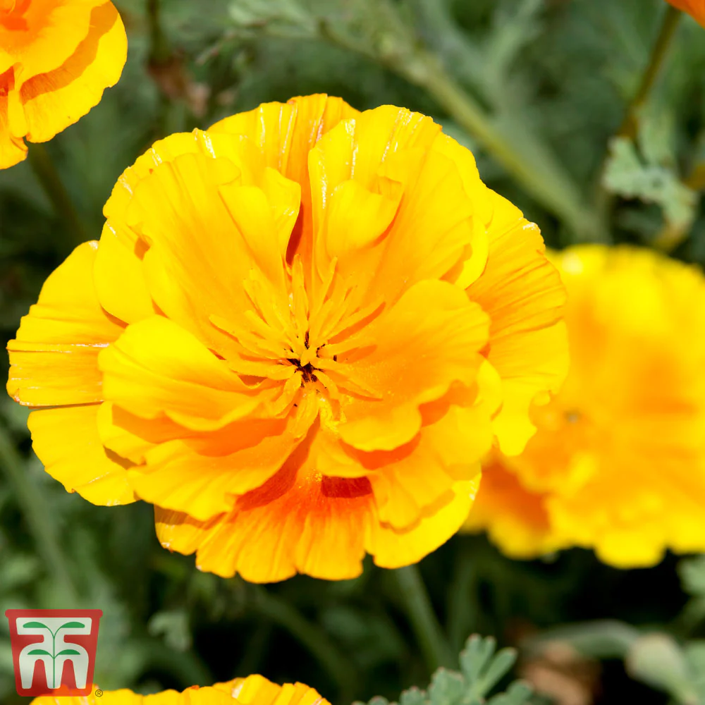 Californian Poppy 'Lady Marmalade' seeds - Image 2