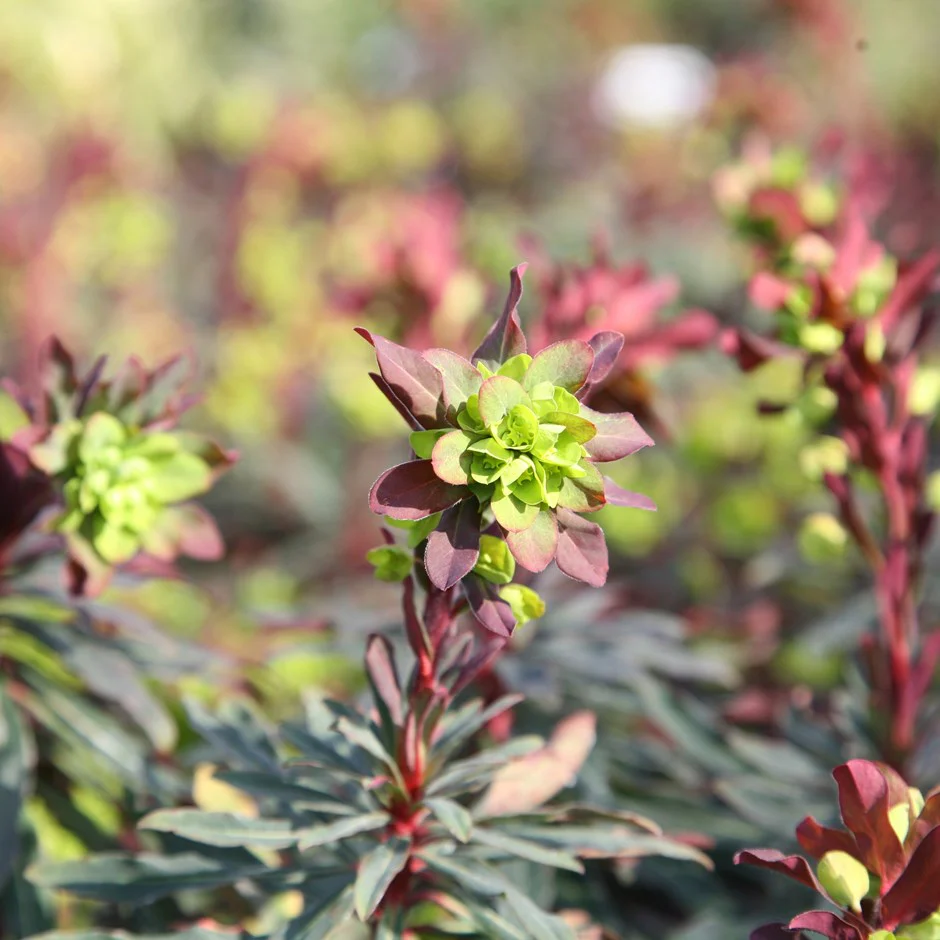 Euphorbia Amygdaloides Purpurea 2L - Image 2