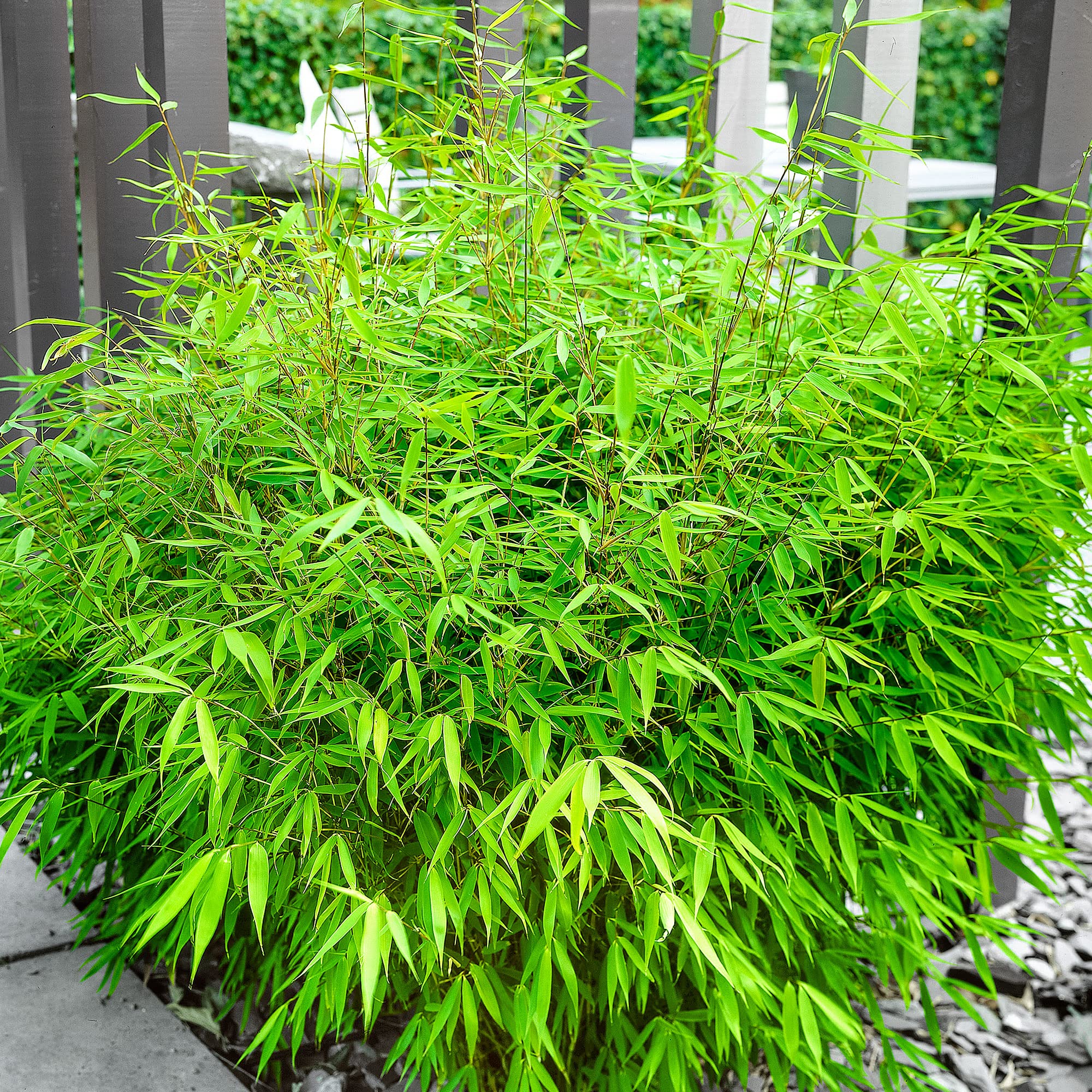 Fargesia rufa | Fountain Bamboo 100-125cm Tall