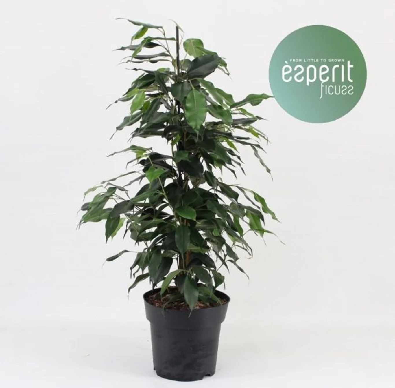 Ficus ben. 'Danielle' P17