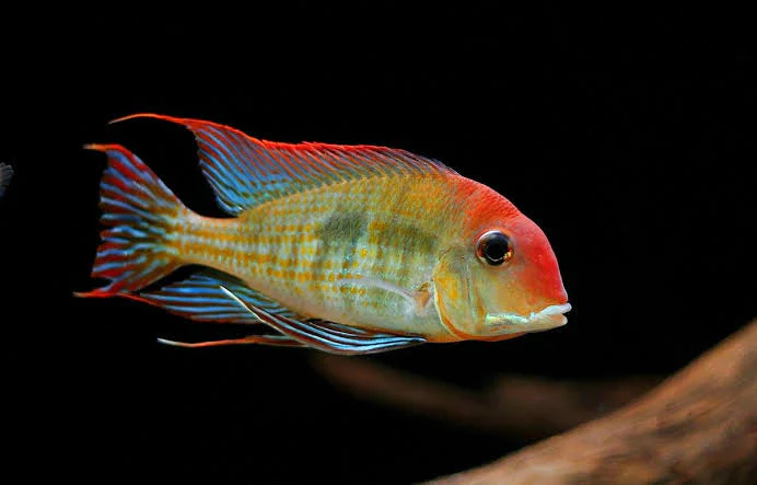 Geophagus Tapajo | Tapajos Eartheater - Image 2