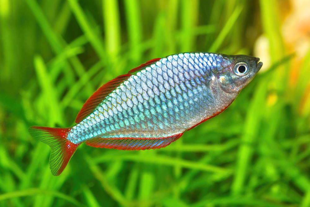 Neon Blue Dwarf Rainbowfish