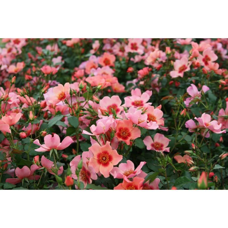 For Your Eyes Only Floribunda Persica Rose 3.5 Litre - Image 2