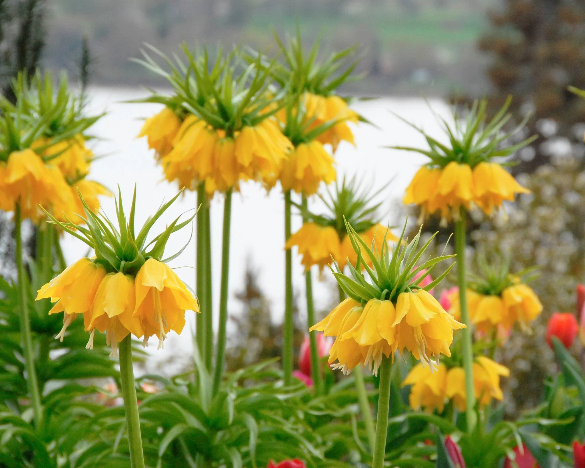 Fritillaria imperialis Lutea - Image 5