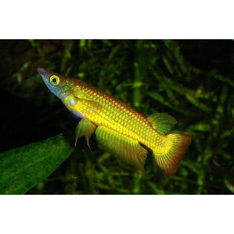Golden Wonder Panchax