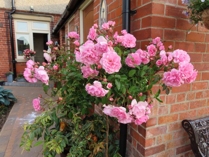 Happy Retirement Floribunda Rose 3.5 Litre - Image 2