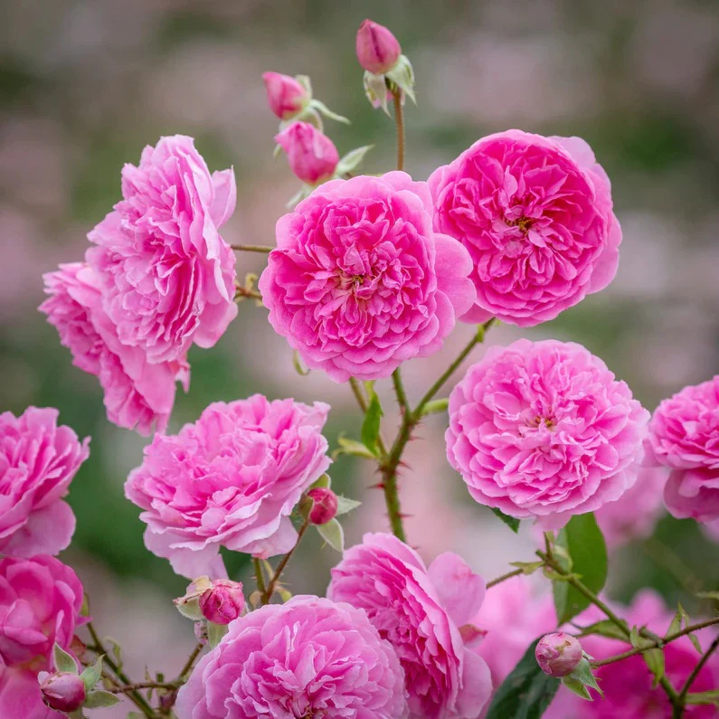 Harlow Carr David Austin Fragrant Rose 6 Litre