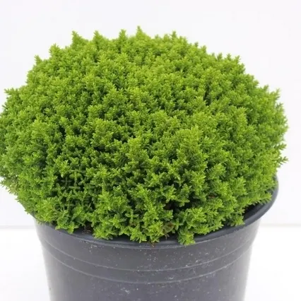 Hebe 'Emerald Green' P13
