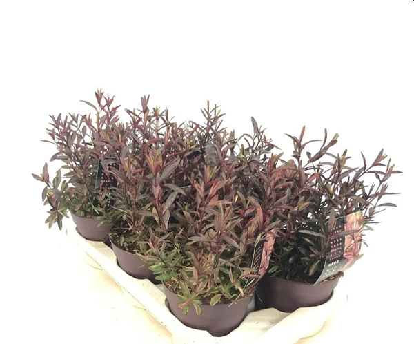 Hebe 'Wild Romance' 2 Litre - Image 2