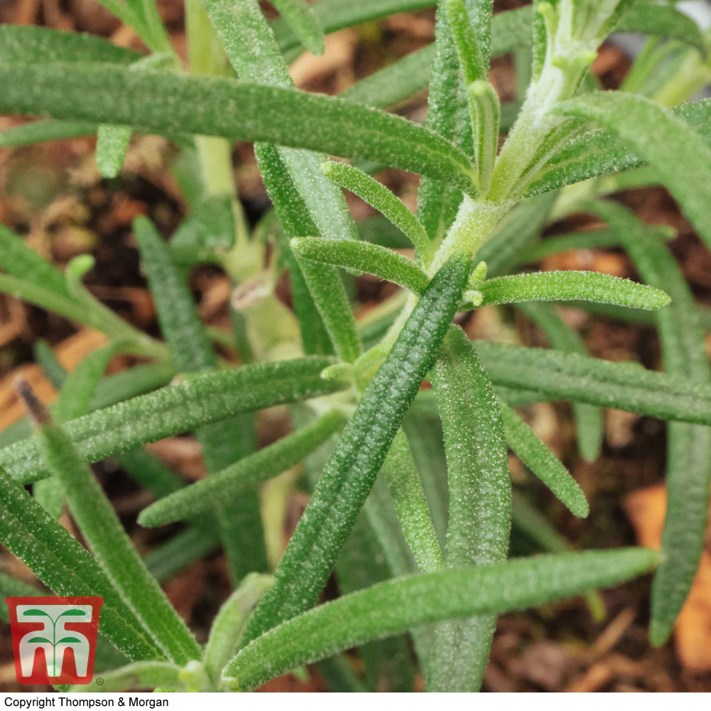 Herb Rosemary Thompson & Morgan Seed - Image 2