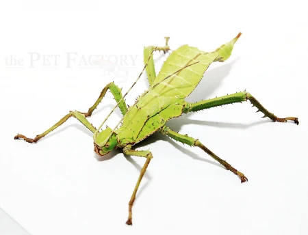 Giant Malayan Stick Insect (Heteropteryx dilatata)