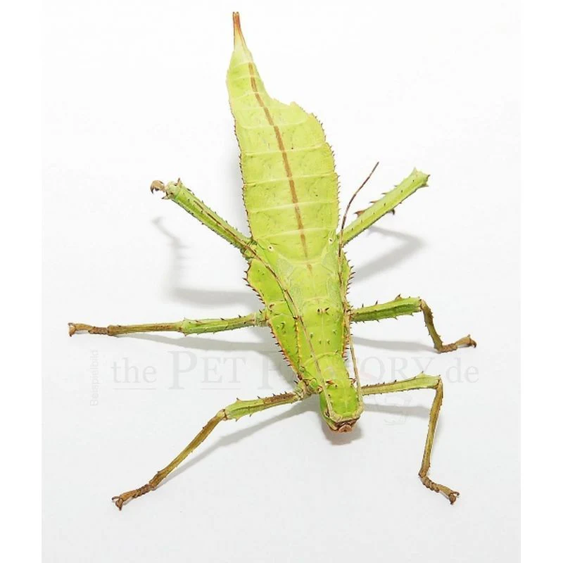 Giant Malayan Stick Insect (Heteropteryx dilatata) - Image 2