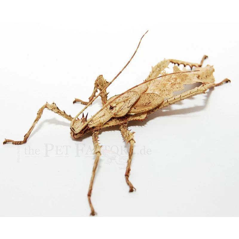 Giant Malayan Stick Insect (Heteropteryx dilatata) - Image 3