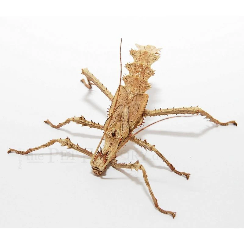 Giant Malayan Stick Insect (Heteropteryx dilatata) - Image 4
