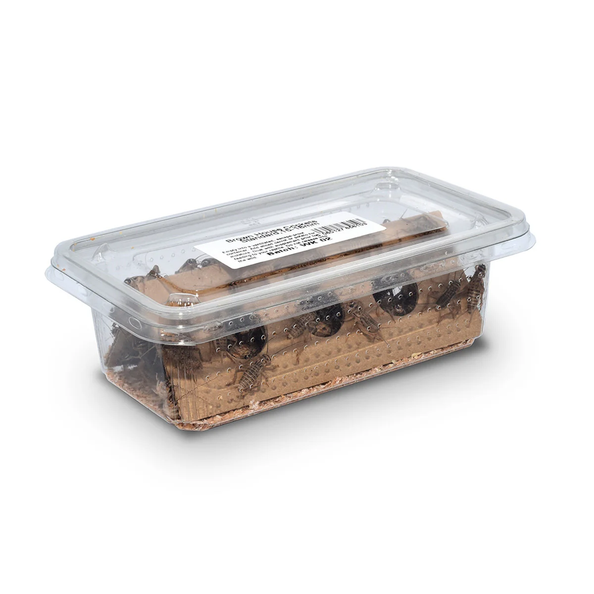 House Brown Crickets 1st (1-2mm) - Image 2