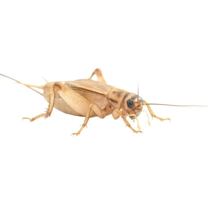 House Brown Crickets Large Tub (19-22mm)