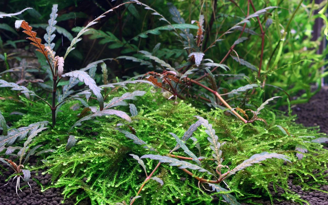 Hygrophila pinnatifida Potted - Image 3