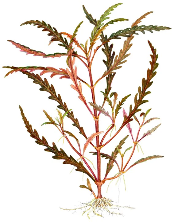 Hygrophila pinnatifida Potted - Image 4