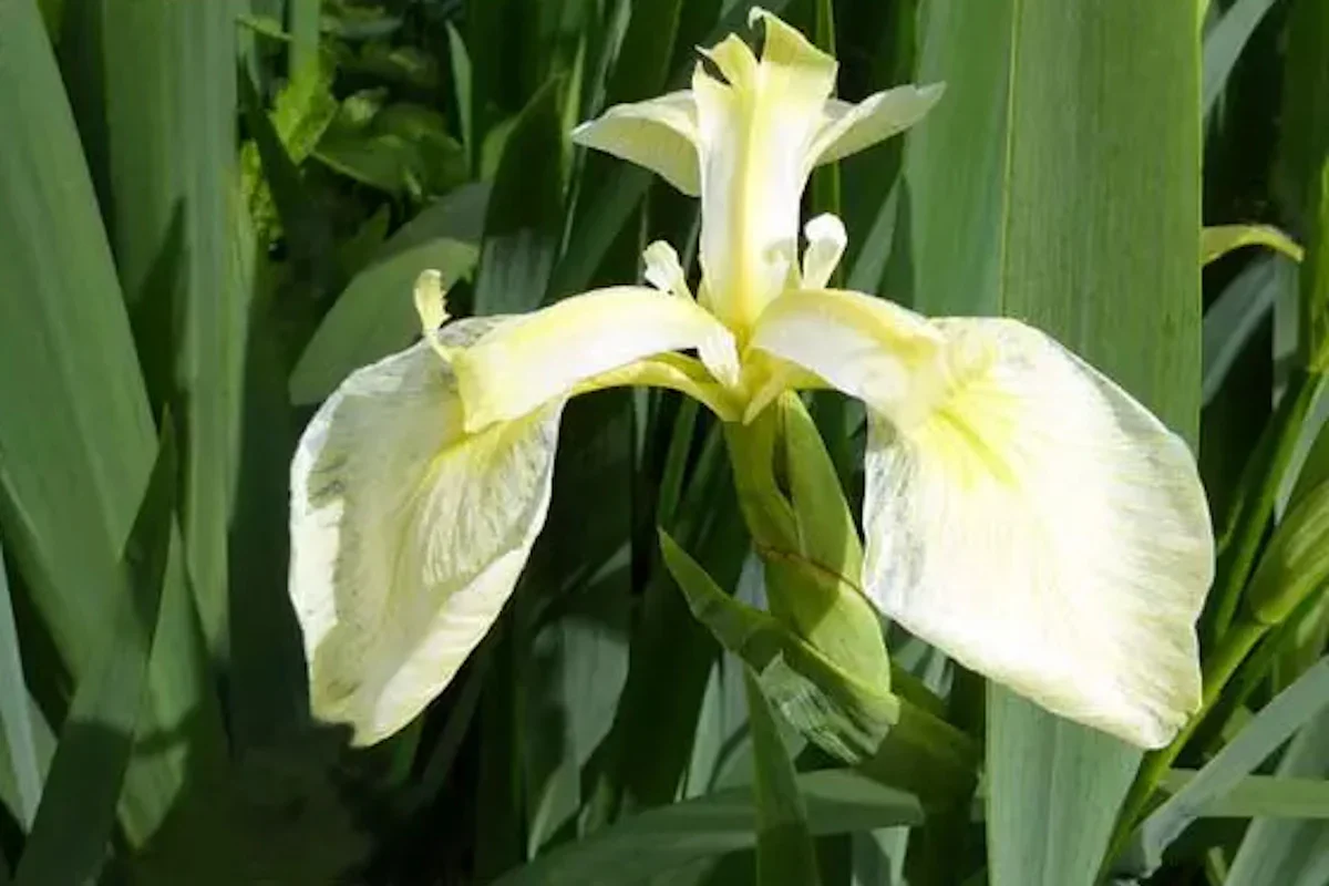 Iris pseudac. 'Bastardii' / P9 - Image 2