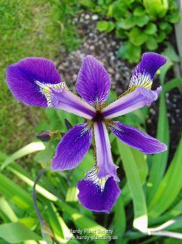 Iris robusta 'Dark Aura' P9