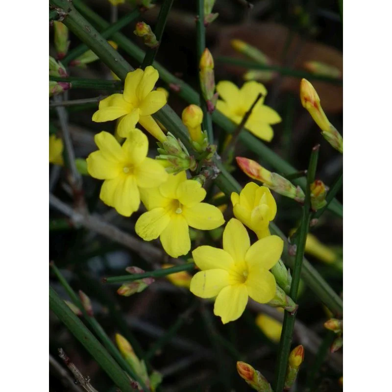 Jasminum nudiflorum | Winter Jasmine (2 Litre - 4 Canes)