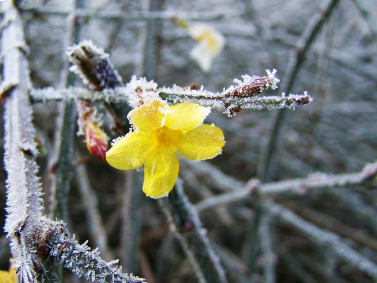 Jasminum nudiflorum | Winter Jasmine (2 Litre - 4 Canes) - Image 5