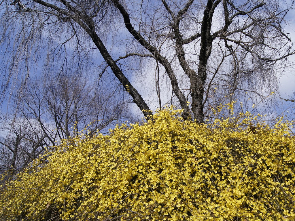 Jasminum nudiflorum | Winter Jasmine (2 Litre - 4 Canes) - Image 6