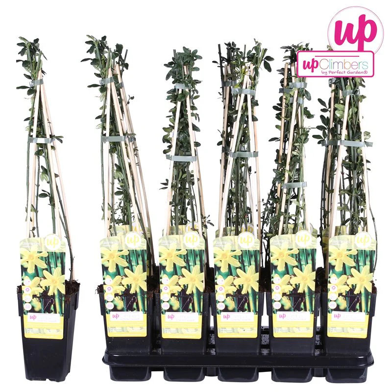 Jasminum nudiflorum | Winter Jasmine (2 Litre - 4 Canes) - Image 8
