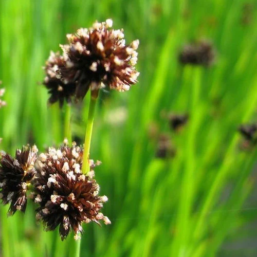Juncus ensifolius P9 - Image 2