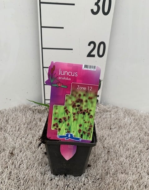Juncus ensifolius P9 - Image 4