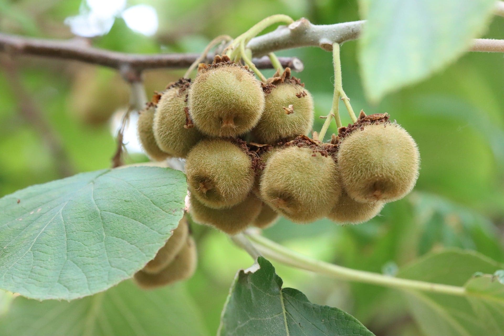 Actinidia Deliciosa 'Jenny' | Self Fertile Kiwi Fruit - Image 2