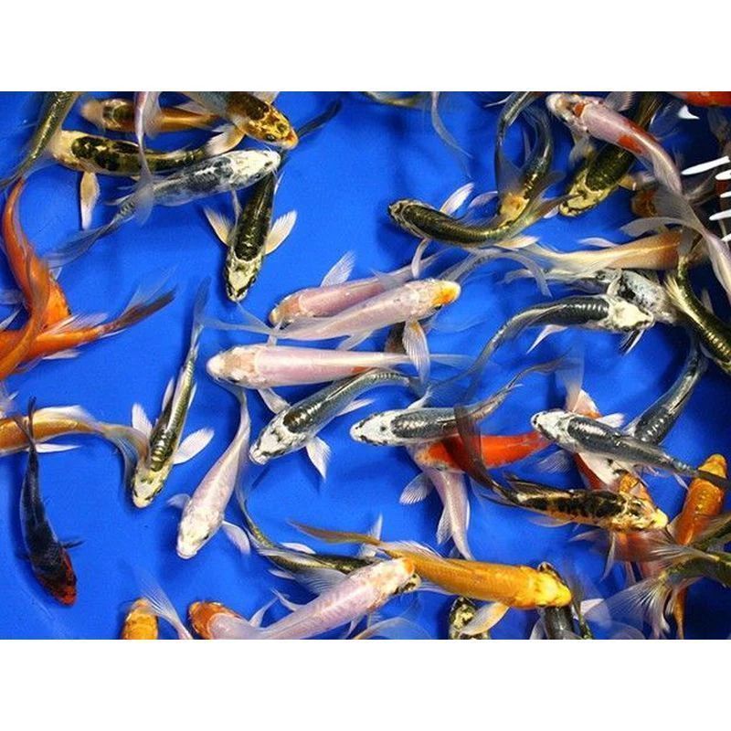 Koi Grade A 3-4"