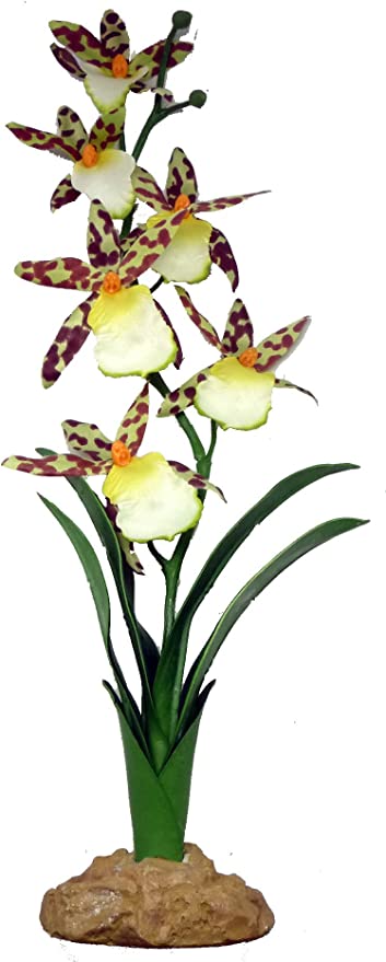 Komodo Spider Orchid