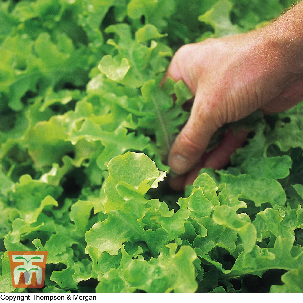 Lettuce 'Salad Bowl' (Loose-Leaf) - Image 2