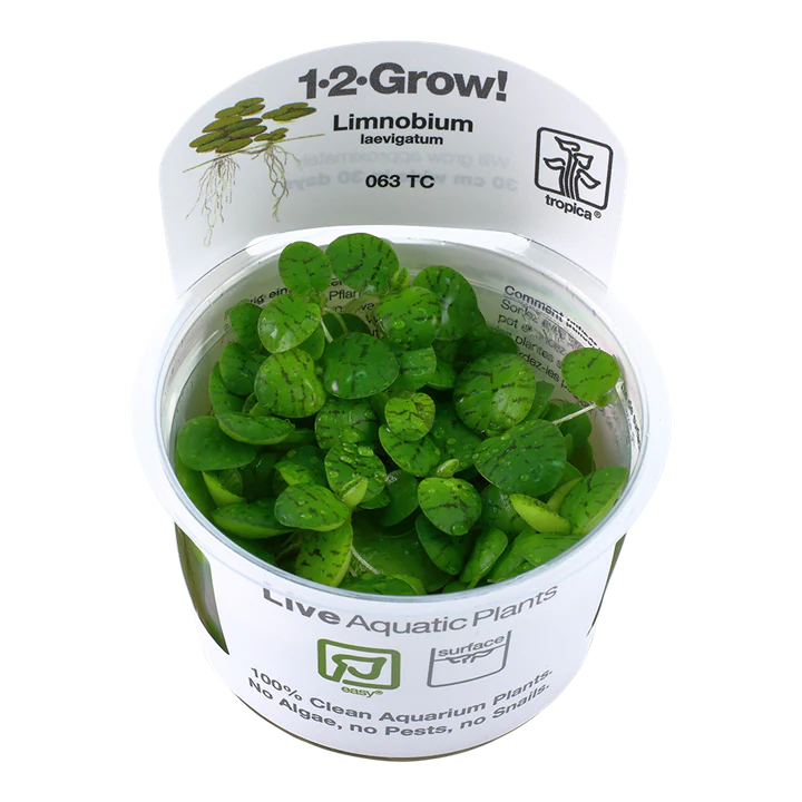 Limnobium Laevigatum 1-2 Grow