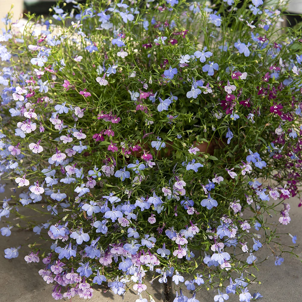 Lobelia (Trailing) Rainbow Cascade Mixed - Image 2