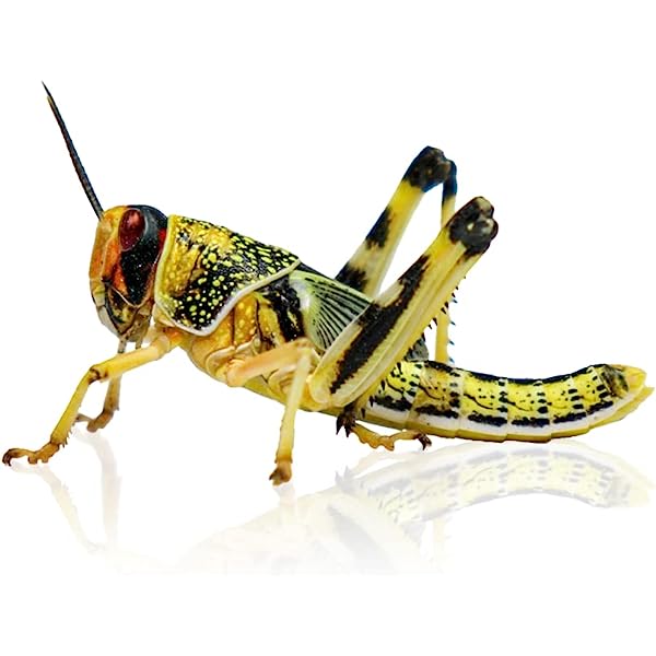 Locust Hoppers 5th Bulk-Bag 50 approx (36-42mm) - Image 2