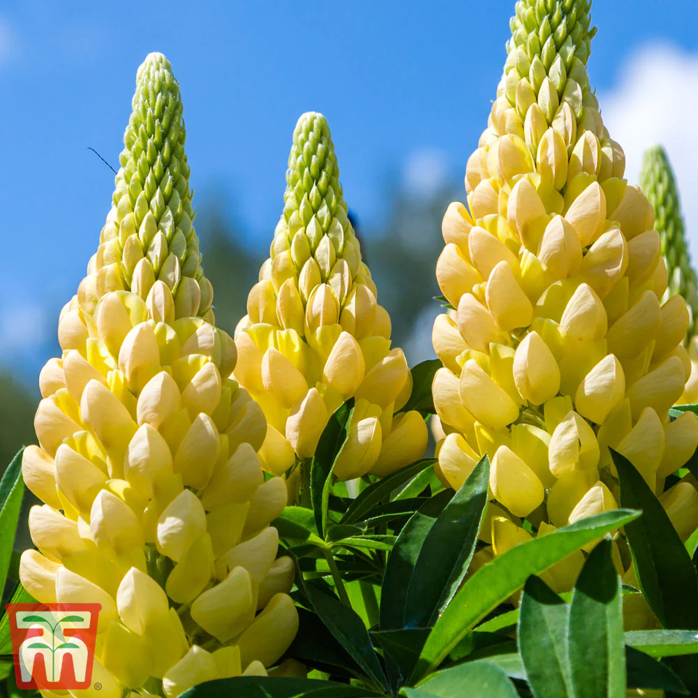 Lupin Gallery Yellow 2L - Image 3