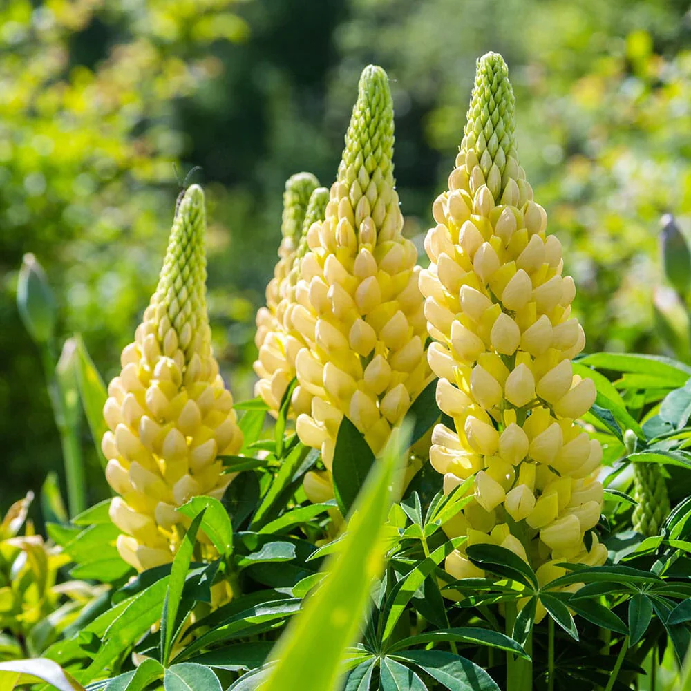 Lupin Gallery Yellow 2L - Image 4