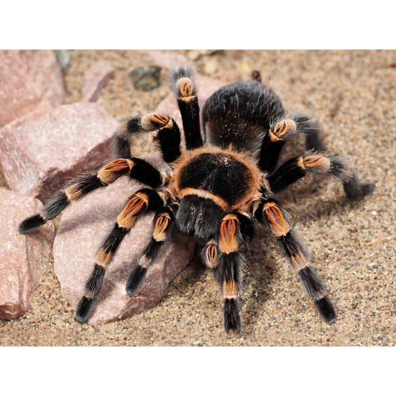 Mexican Red Knee Tarantula | Brachypelma hamorii (Med)